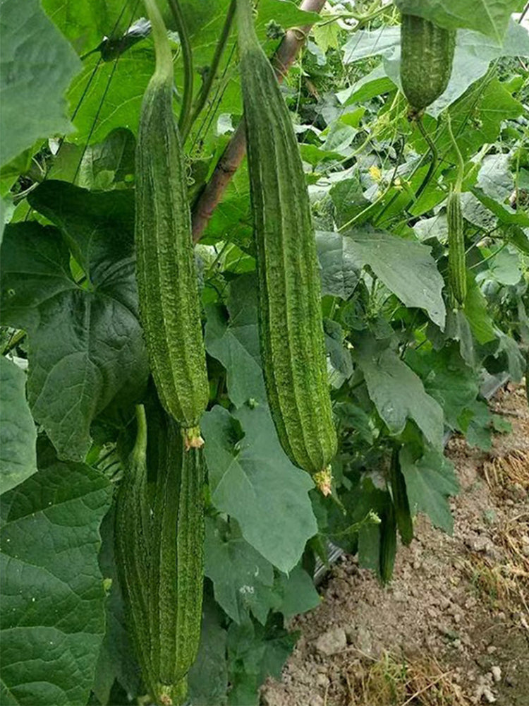 Meiling No.1 Luffa