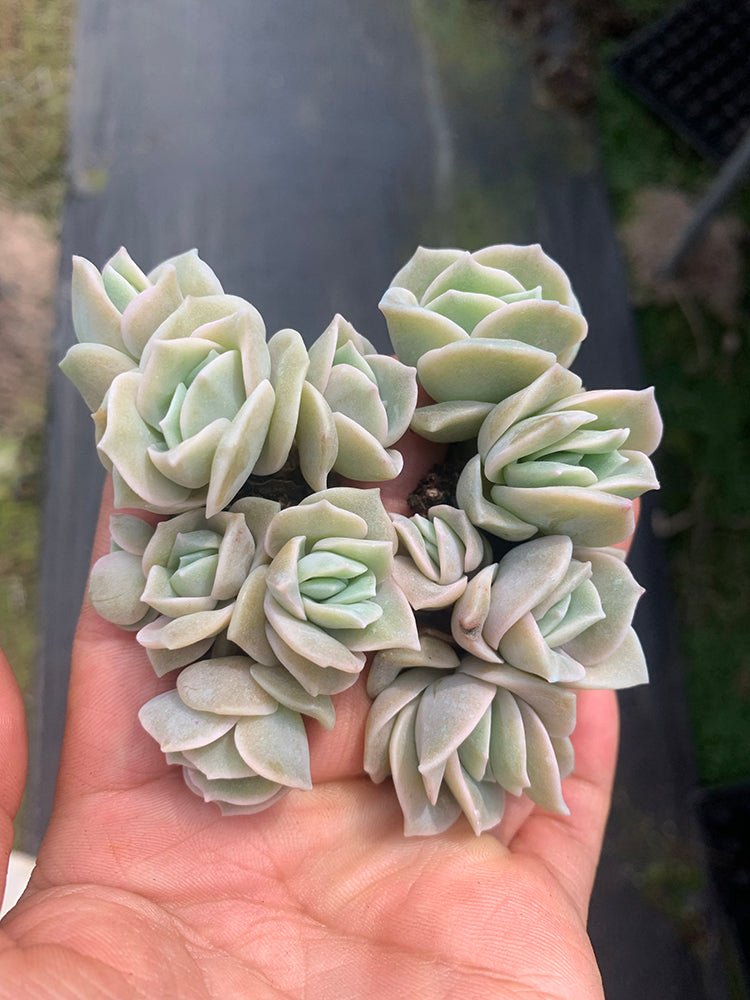 Graptoveria 'Lovely Rose'