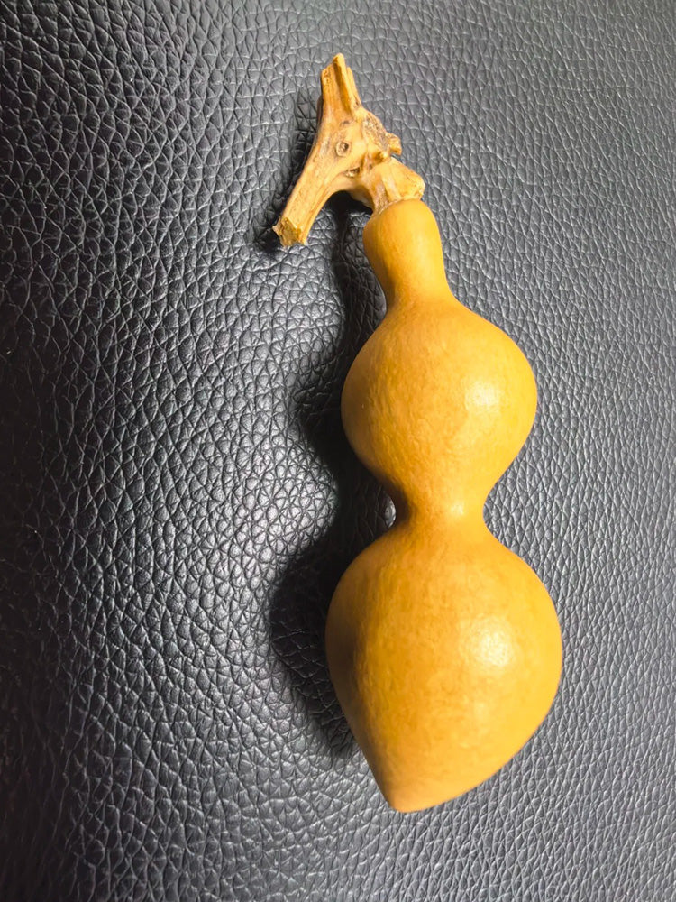 Ant Belly Gourd