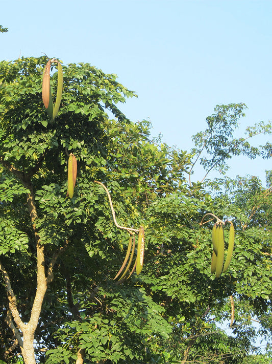 Oroxylum indicum