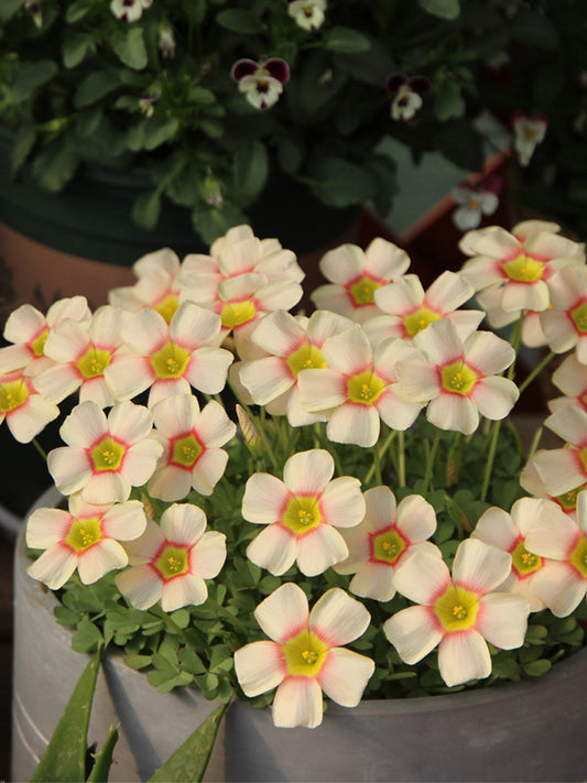 Oxalis obtusa Series Bulb - 'Vermilion'