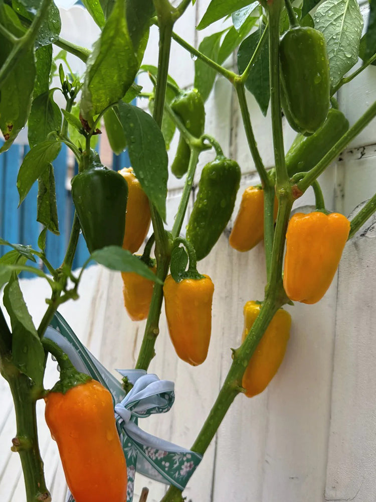 Mini Yellow Sweet Pepper