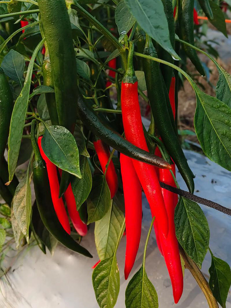 Meiren Chili Peppers