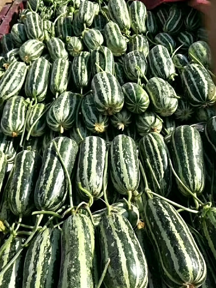 Shengmei No.1 F1 Melon
