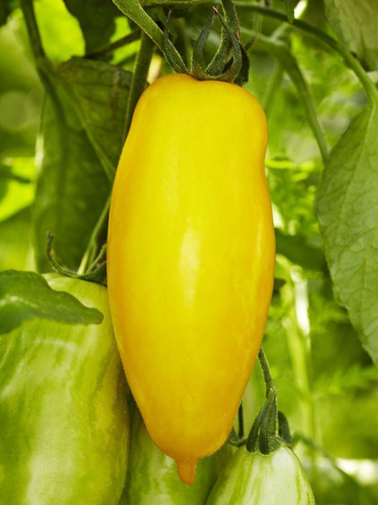 Yellow Banana Tomato