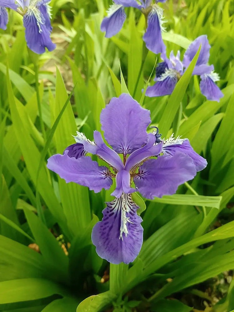 Blue Butterfly Iris
