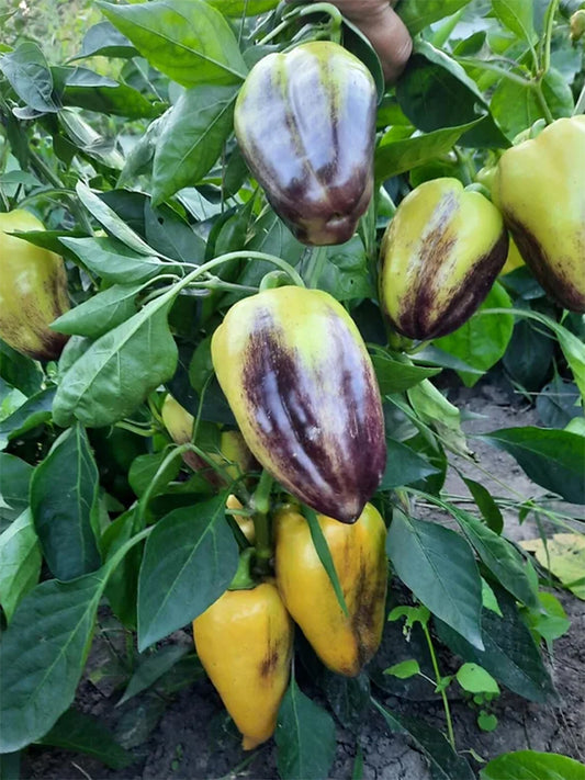 'T3' Sweet Pepper