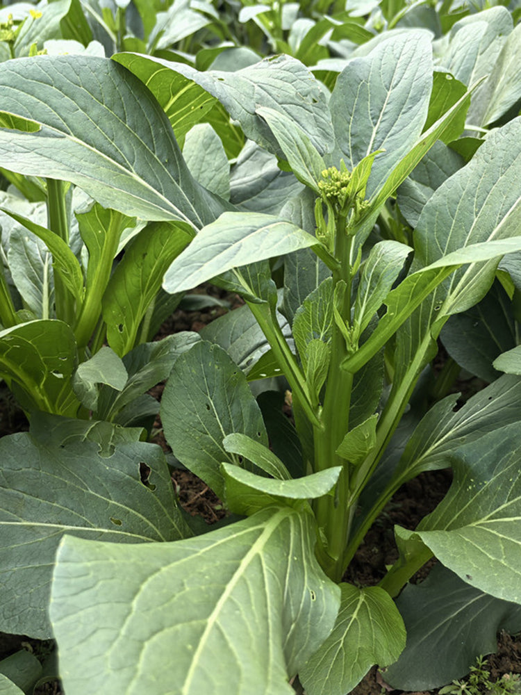 Meiqi No.1 Sweet Choy Sum