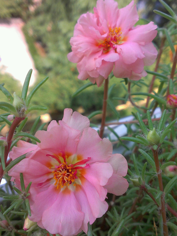 Hezhichun Pink Moss-Rose Purslane