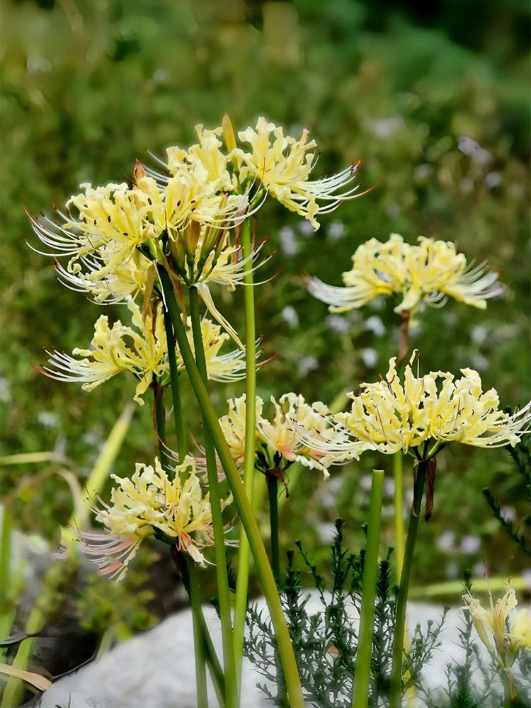 Straw Lycoris