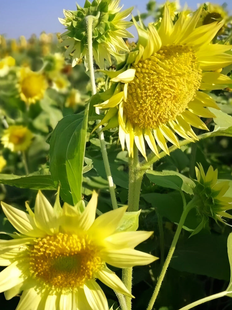 'Lotus Emergence' Sunflower