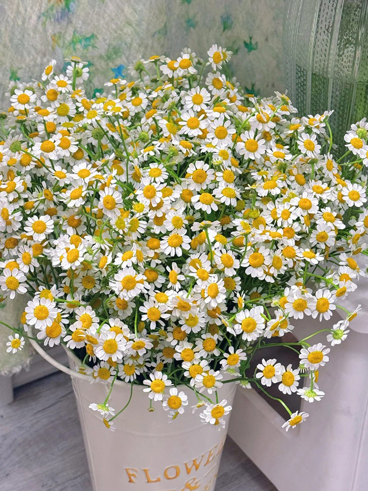 Cut Flower Chamomile