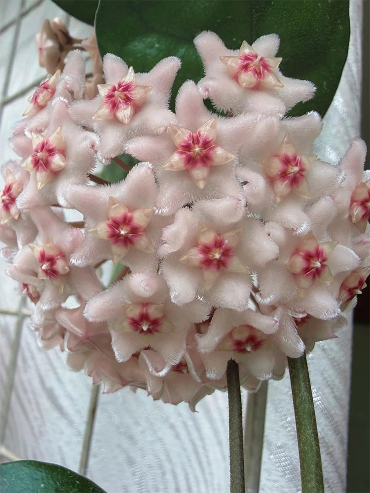 Hoya oblongacutifolia Unrooted Stem Cuttings
