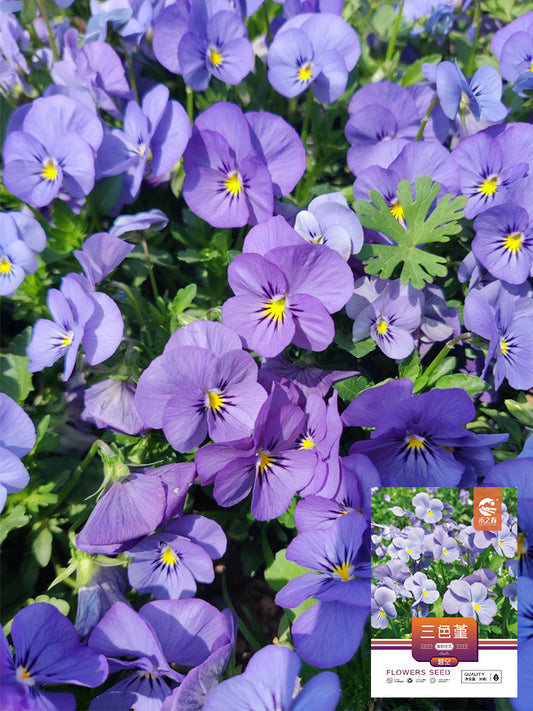Hezhichun Pansy 'Azure Skies'