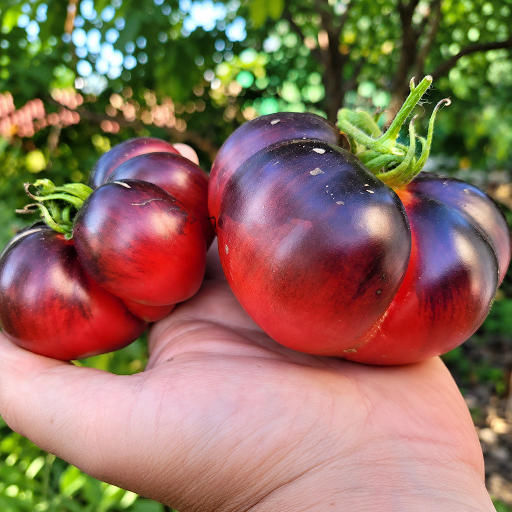 226 Black Russian Rose Tomato