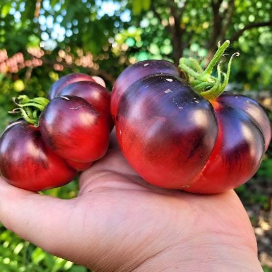 226 Black Russian Rose Tomato