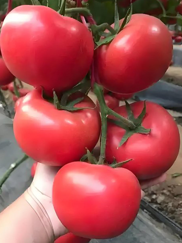 Alas No.9 Hybrid Pink Tomato Seeds