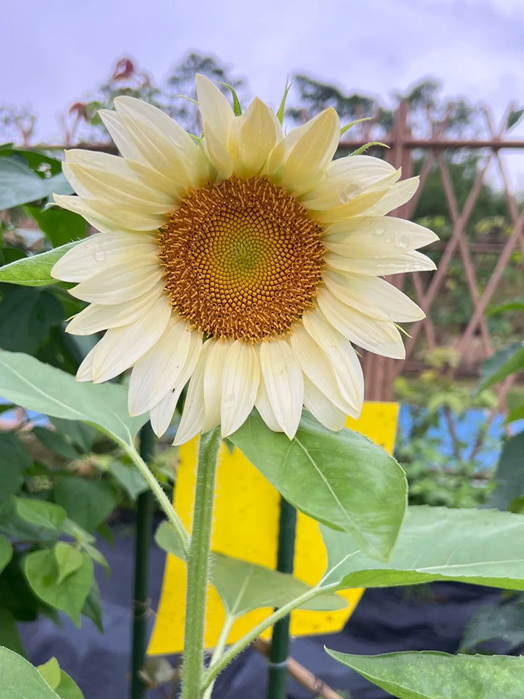 'White Moonlight' Sunflower