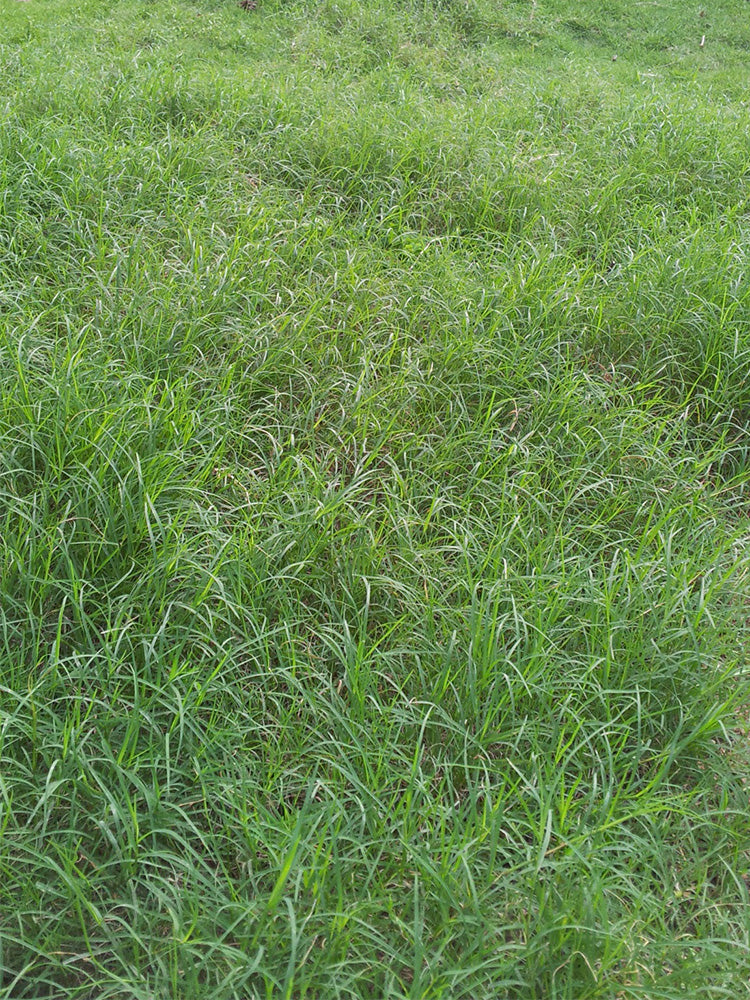 Red Fescue