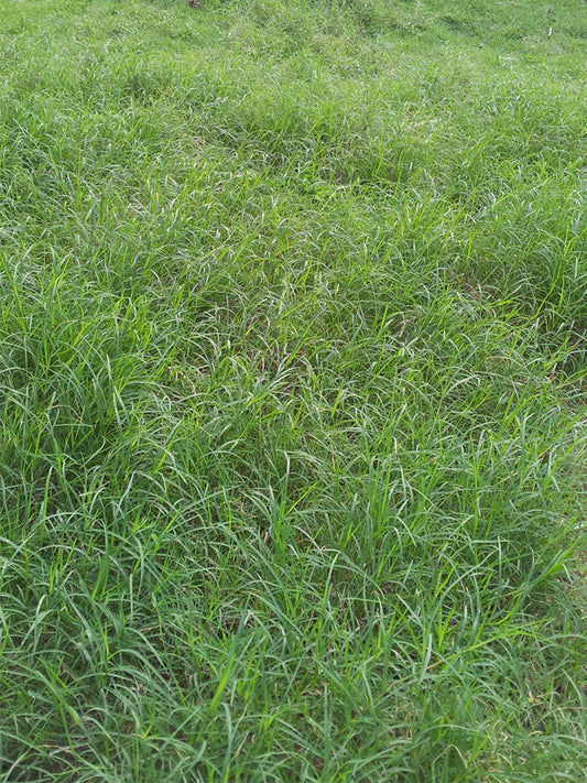 Red Fescue