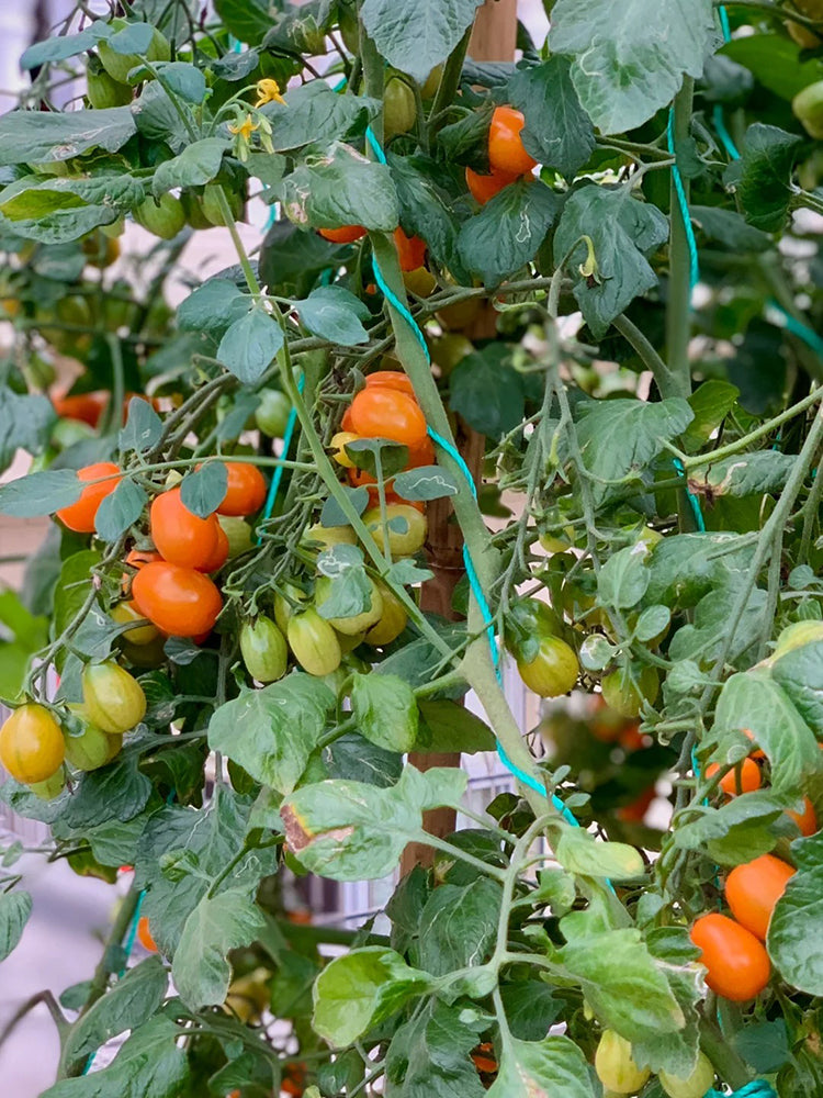 Orange Fountain Tomato