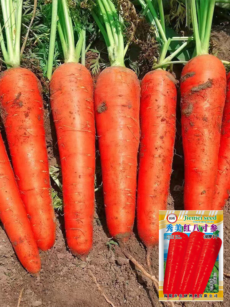 'Xiumei Hongbacun' Carrot