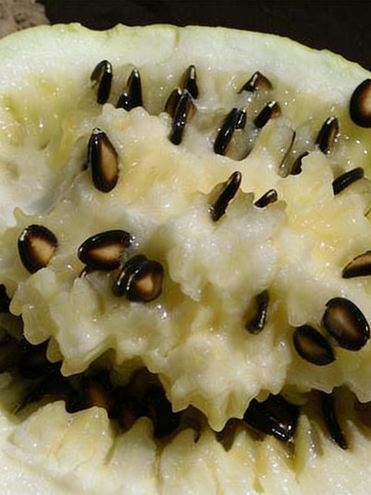 Large-seeded Watermelon