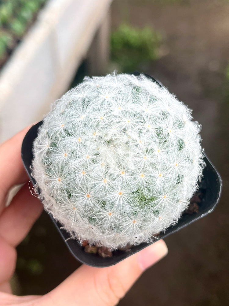Feather Cactus (Mammillaria plumosa)