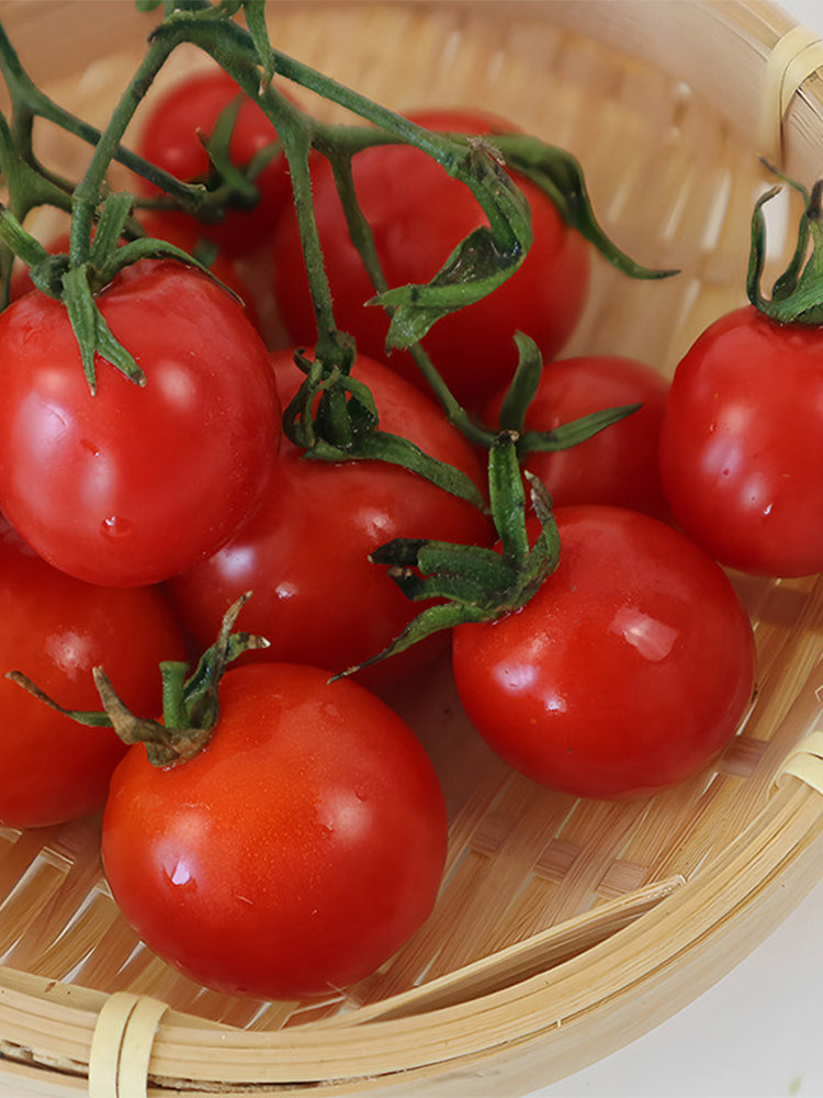 Dwarf Trailing Cherry Tomato 'Tumbling Tom Red'