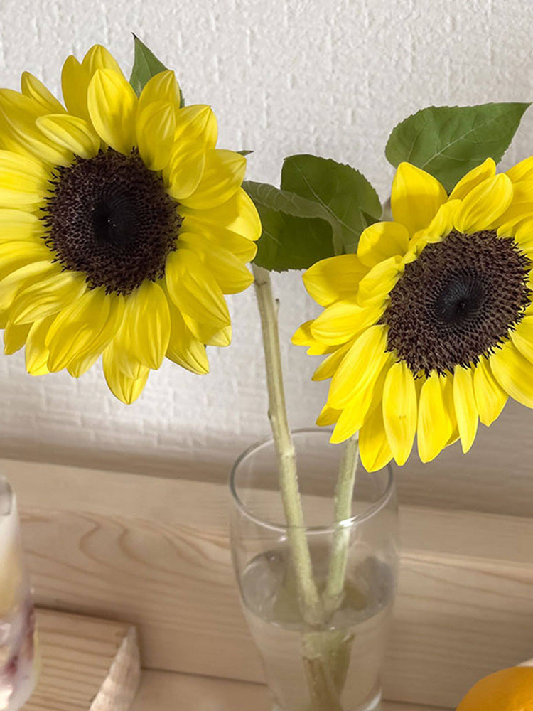 Vincent Yuzu-colored Sunflower