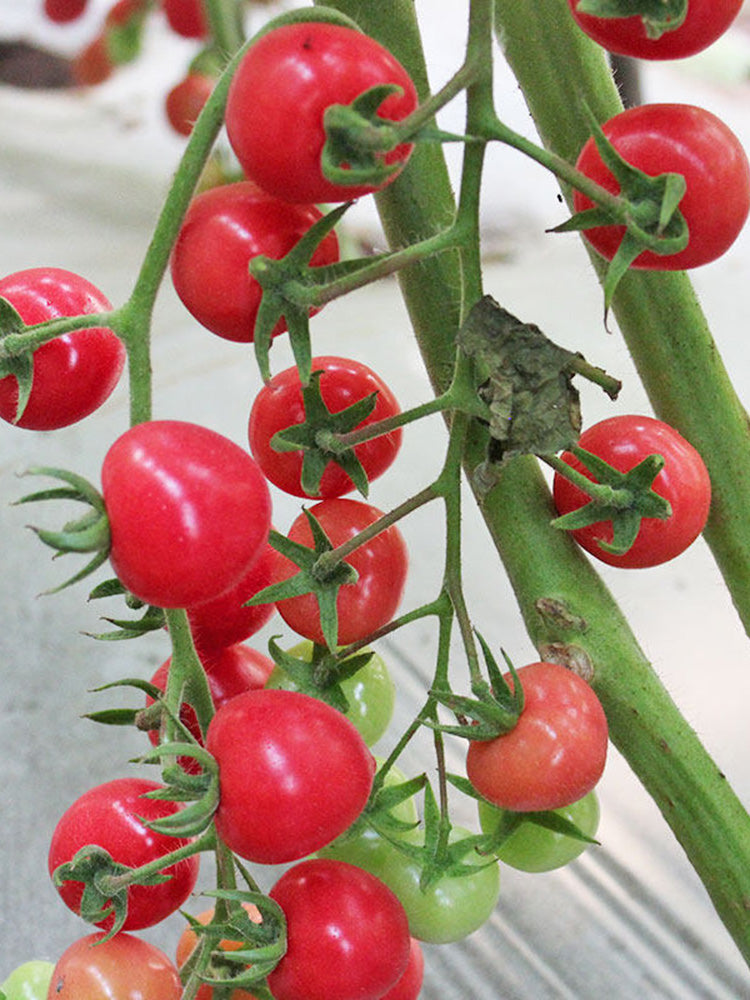 Saint Anne Cherry Tomato