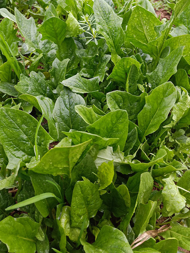 Golden Autumn Spinach