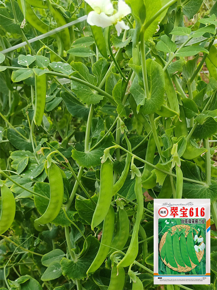 'Cuibao 616' Snow Pea