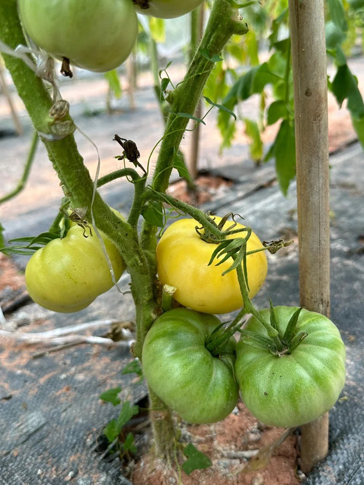 White Wax Tomato