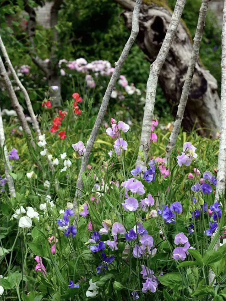 Royal Symphony' Sweet Pea Mixed (Lathyrus odoratus)