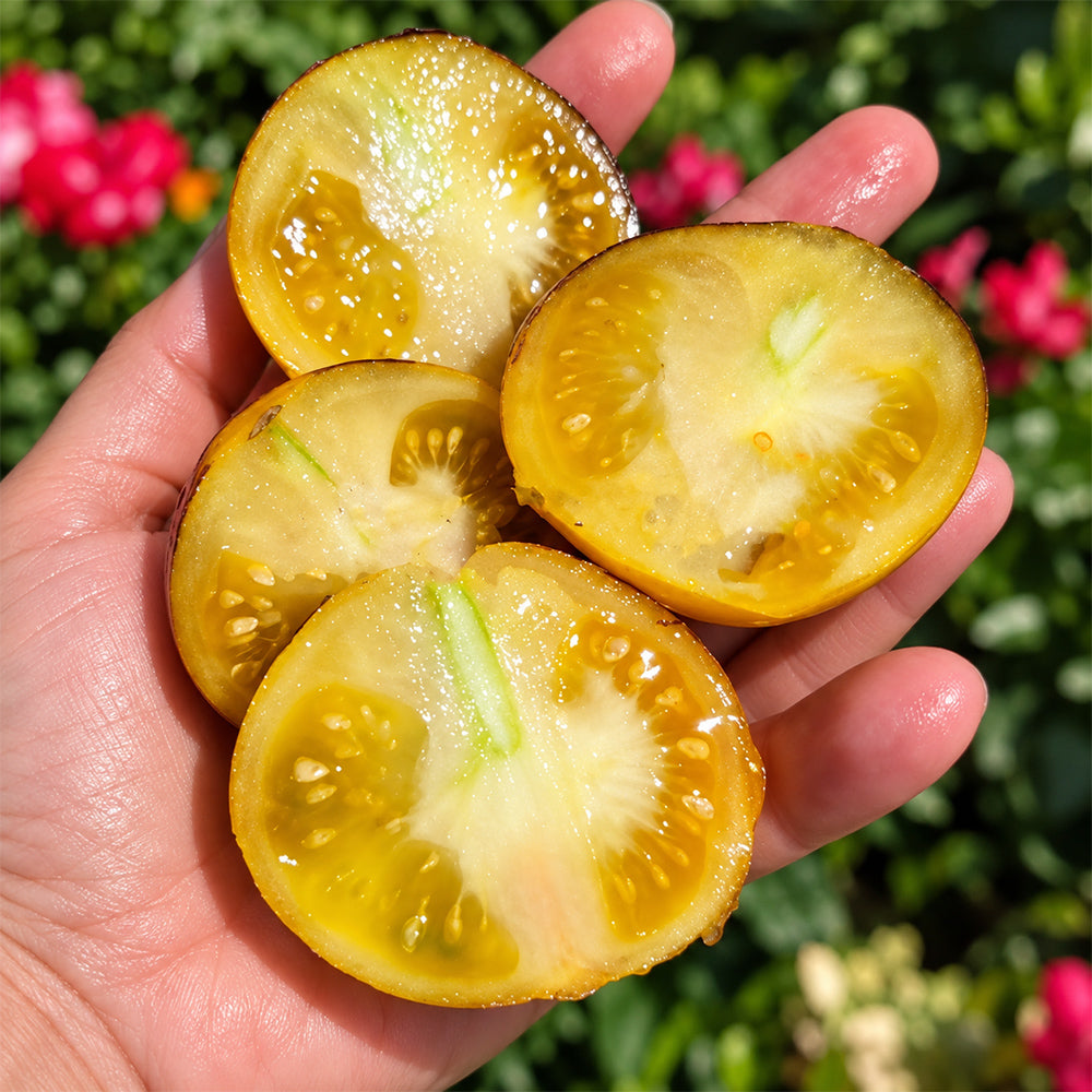 538 Almower Black Dwarf Tomato
