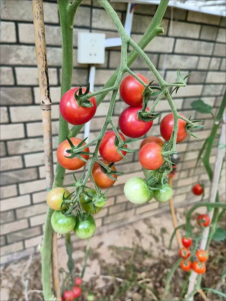 Pink Beibei Cherry Tomatoes