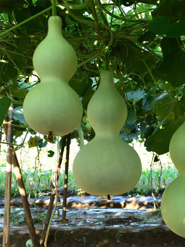 Hezhichun Giant Bottle Gourd
