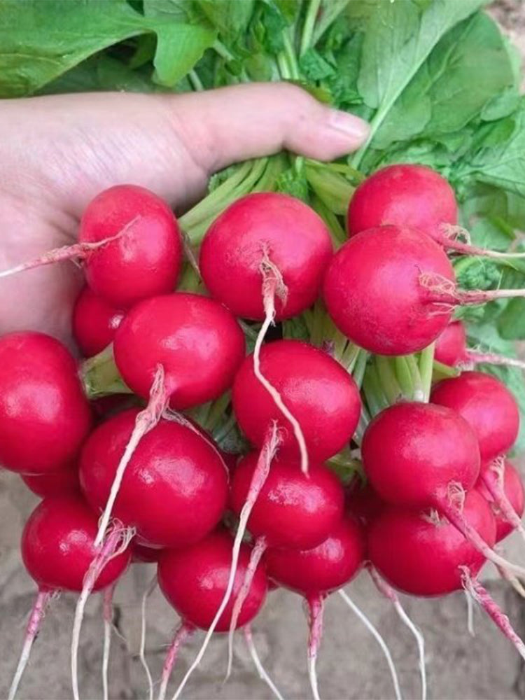 'Ailuo' Cherry Radish