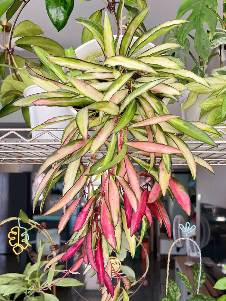 Hoya kentiana 'Variegata' Unrooted Stem Cuttings