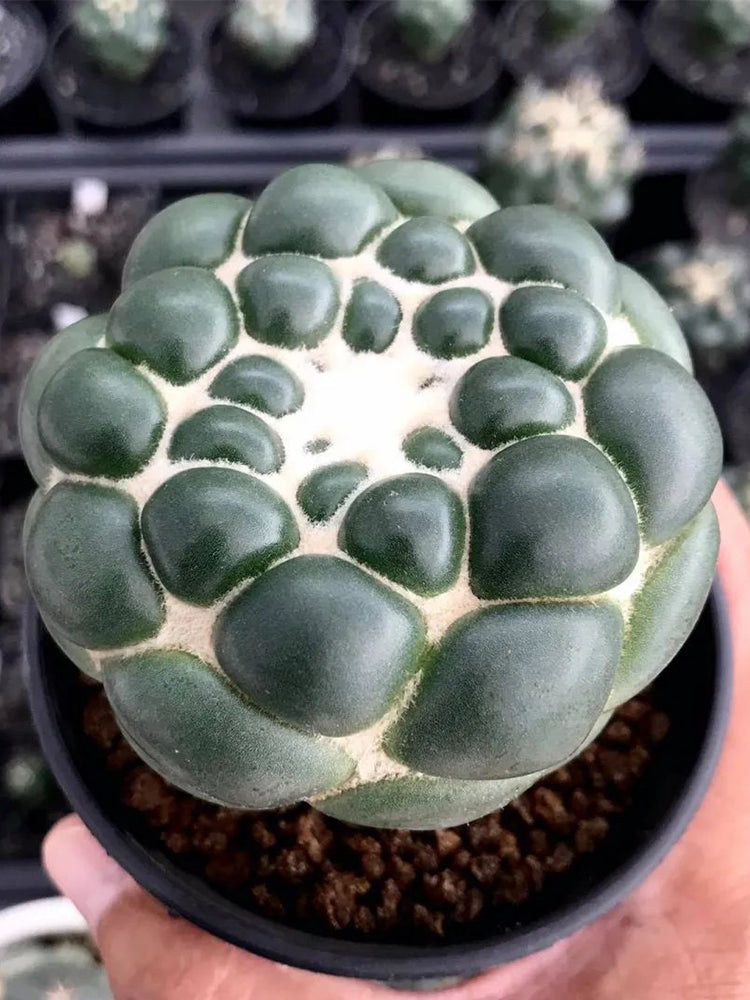 Coryphantha elephantidens cv. inermis