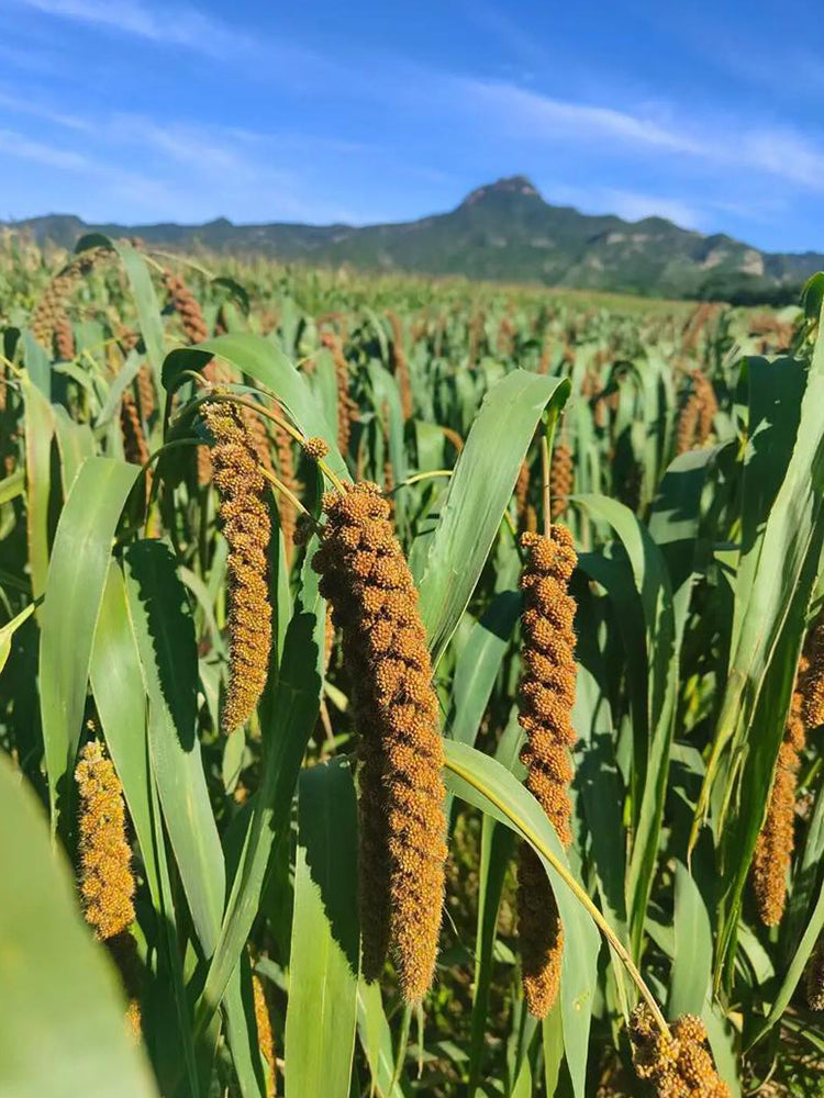 Red Foxtail Millet