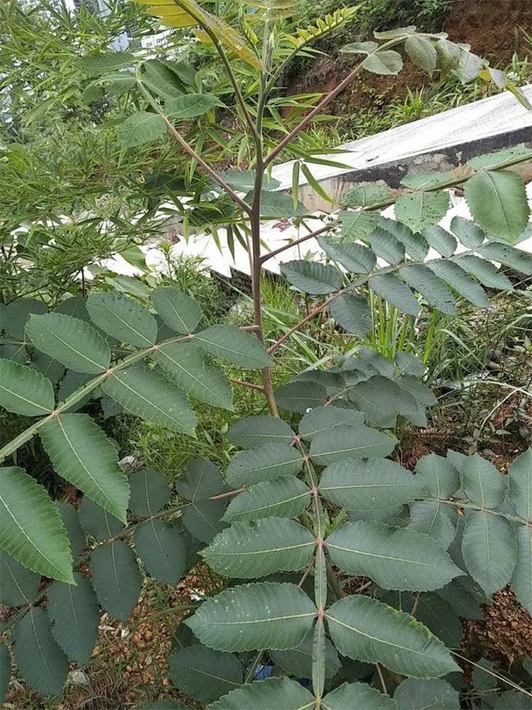 Chinese Sumac (Rhus chinensis Mill.)