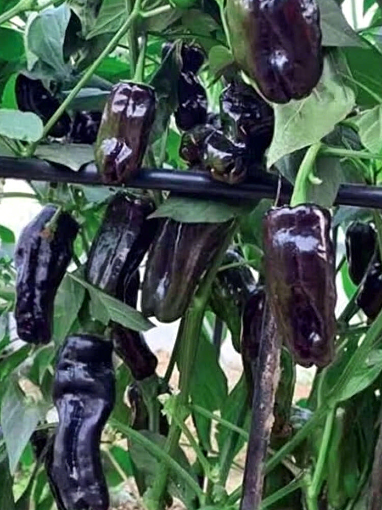 Perilla Pepper