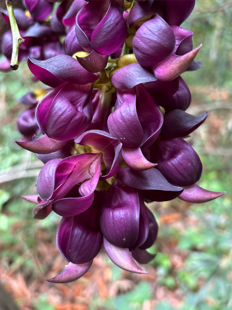 Evergreen Mucuna