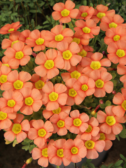 Oxalis obtusa Series Bulb - 'Sunglow 2.0'