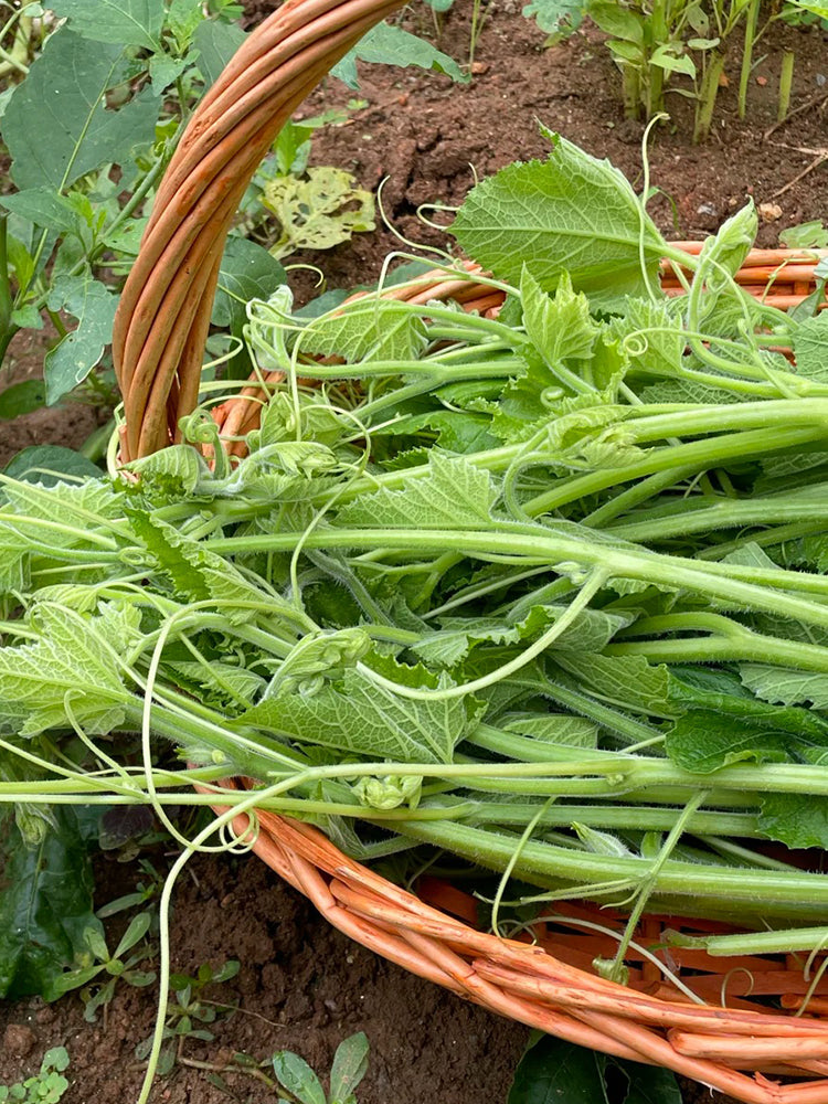 Tasty Pumpkin Shoots