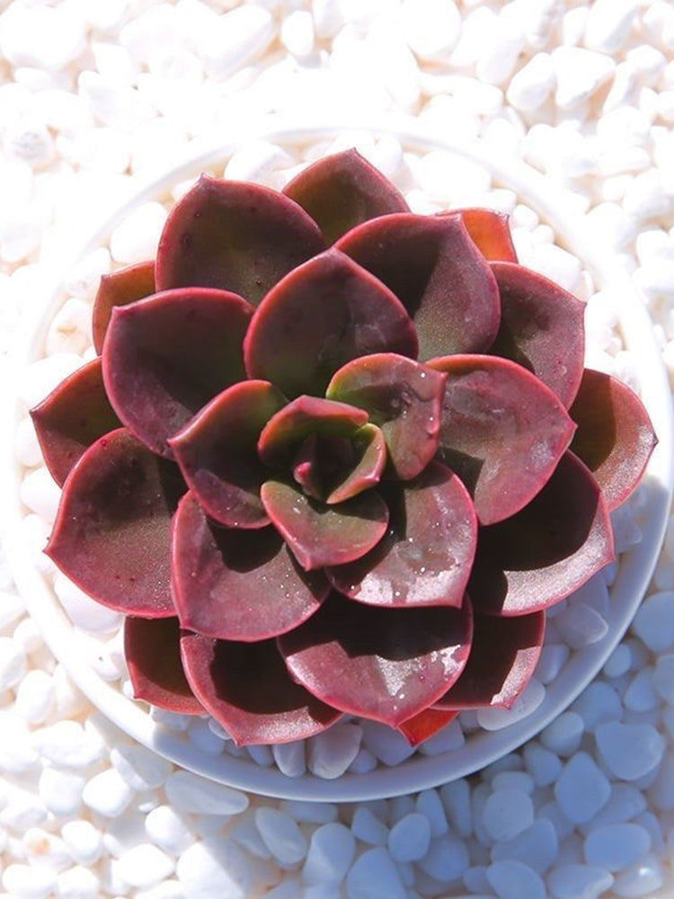 Echeveria 'Chocolate'
