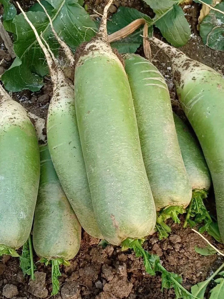 'SanNong Feicui' Fruit Radish