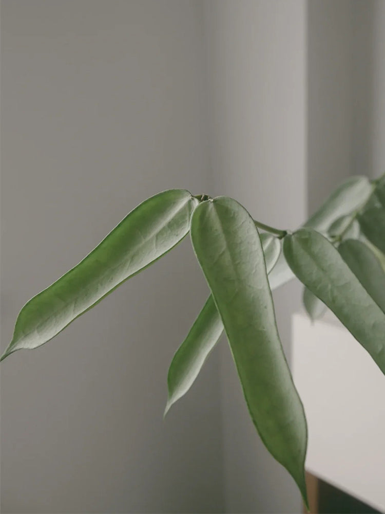 Hoya pandurata Silver Unrooted Stem Cuttings